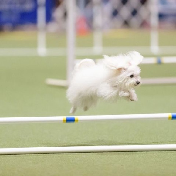 Meet your Posher, Patsy - Picture 1 of 1